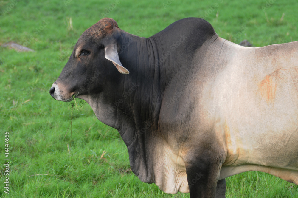 Fototapeta premium Zebu