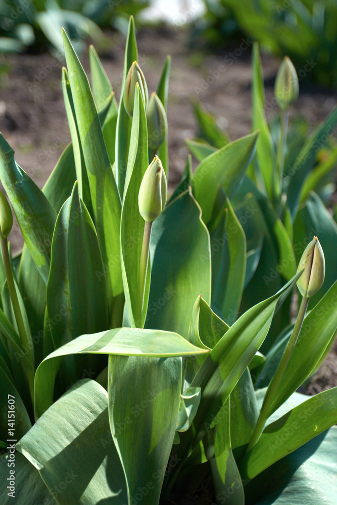 tulips tulips