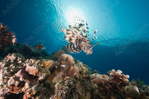 ocean, sun and lionfish
