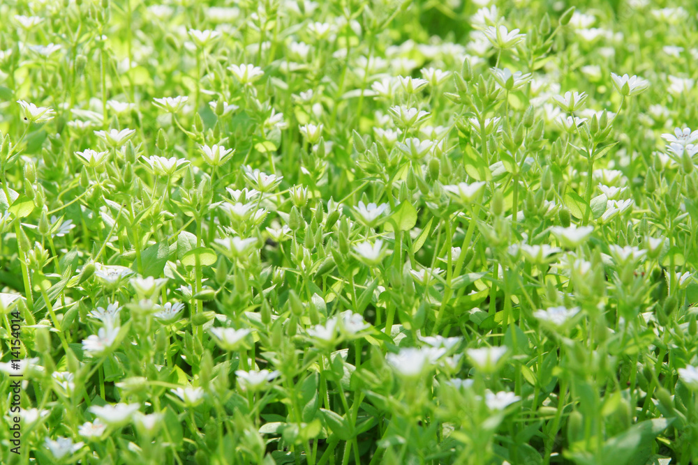Grass and flowers Grass and flowers