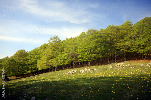 Abruzzo. Il bellissimo Bosco di Marsia