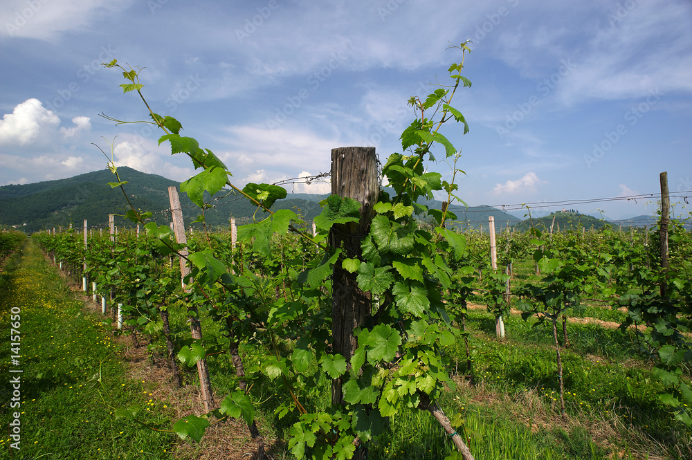 vigna Stock Photo Adobe Stock