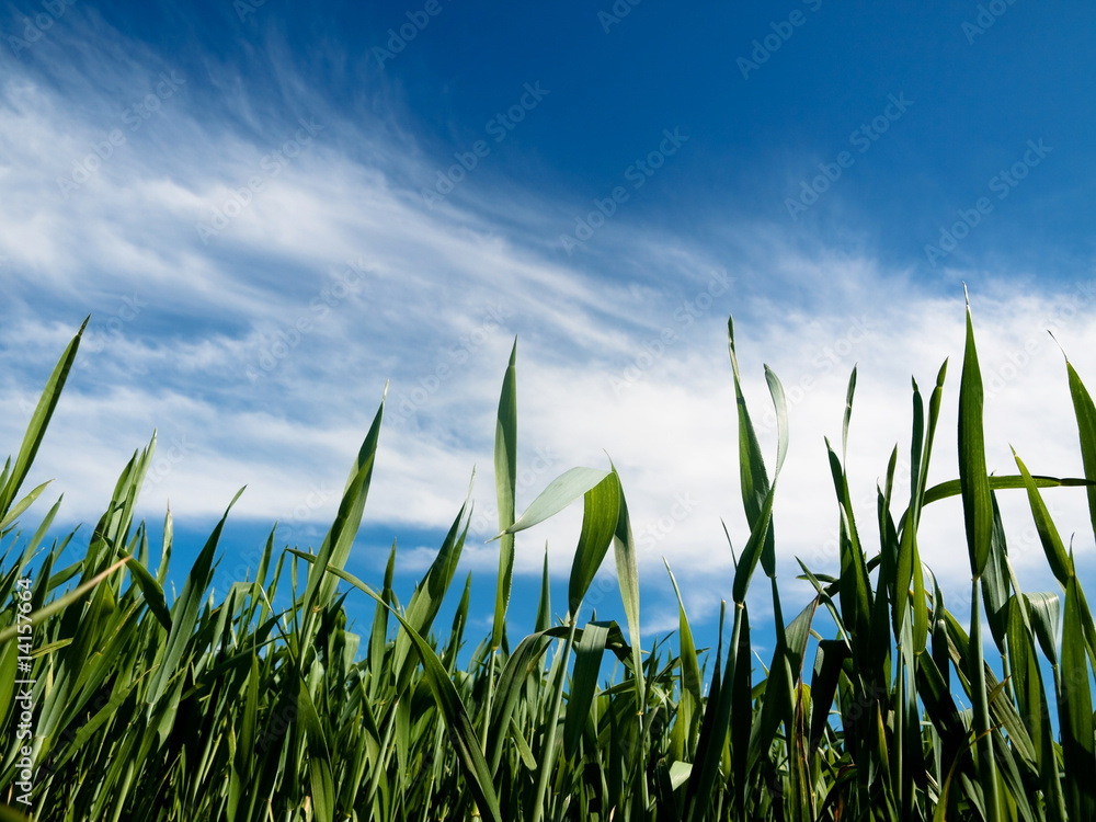 Obraz premium Young wheat field at spring