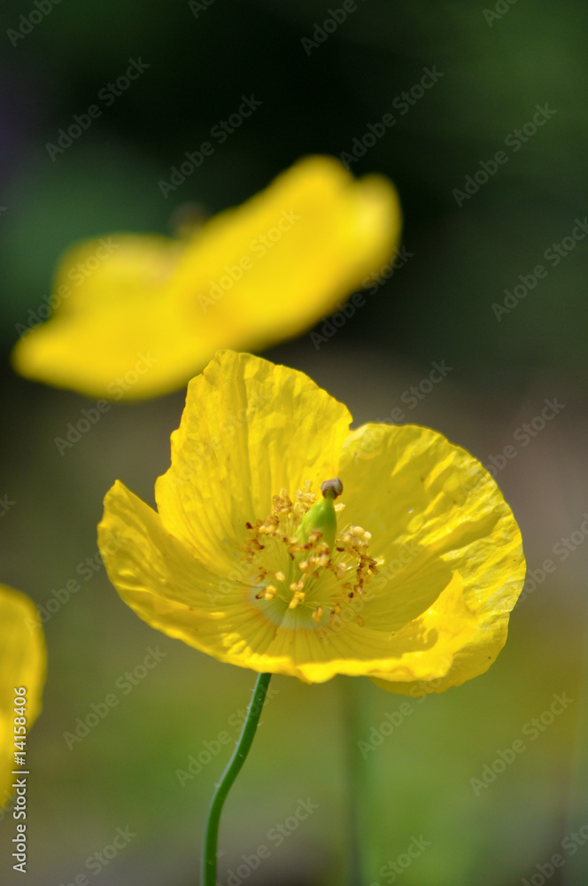 Mohn Mohn