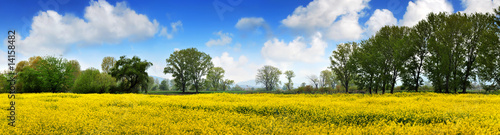 Rapen yellow field and deep blue sky