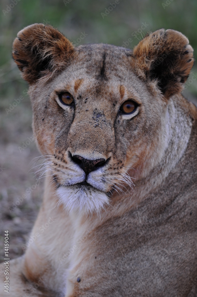 Lioness (Panthera leo), Masai Mara, Kenya Lioness (Panthera leo), Masai Mara, Kenya