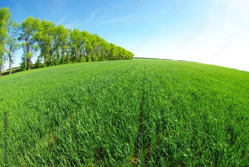 Obraz premium meadow