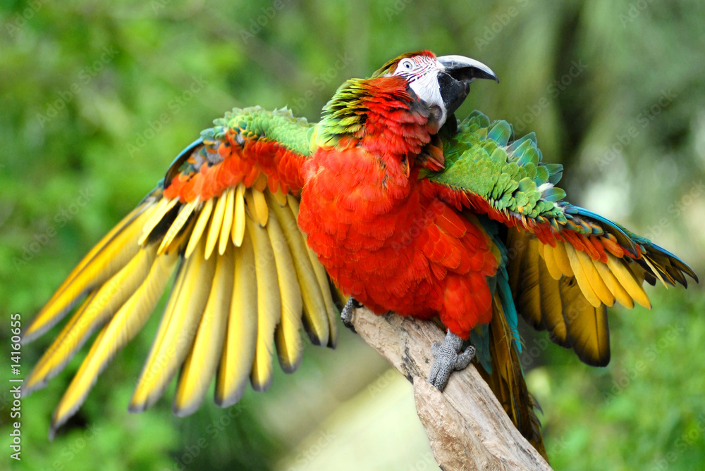 Fototapeta premium Ara ailes écartées