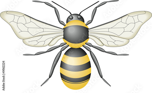 Bee insect