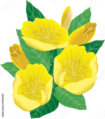 Evening Primrose Flower