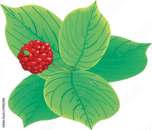 Ginseng Flower