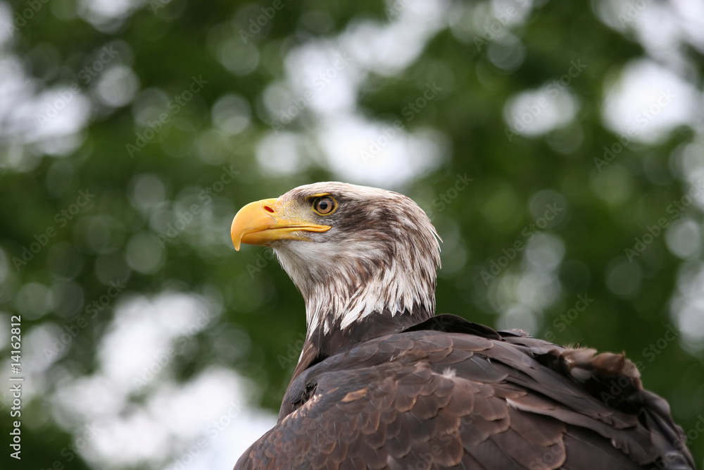 bold american eagle sitting in a tree bold american eagle sitting in a tree