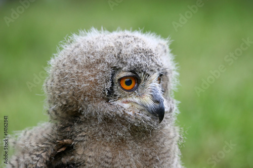close up of a baby great horned owl