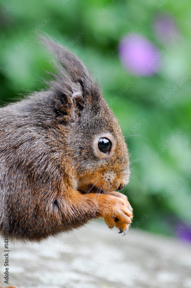 Obraz premium Eichhörnchen auf dem Stein