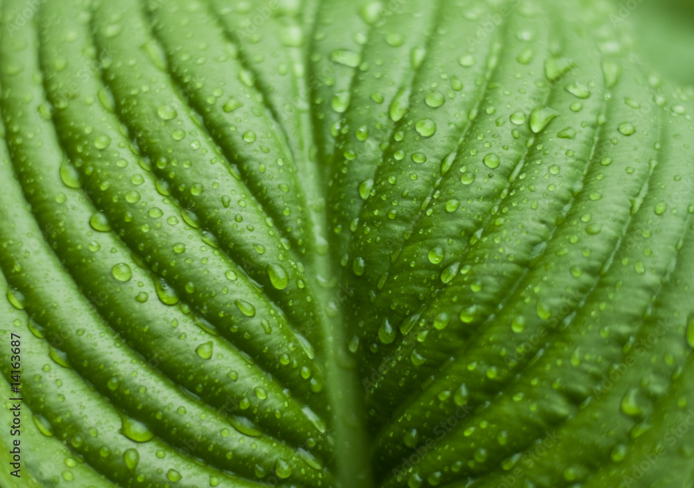 dew on leaf dew on leaf