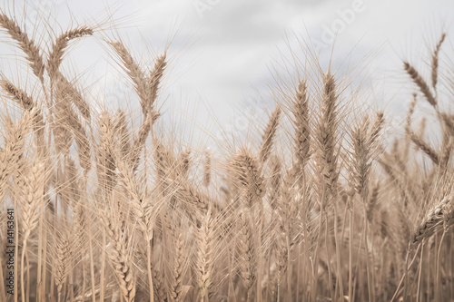 Field of wheat toned in sepia