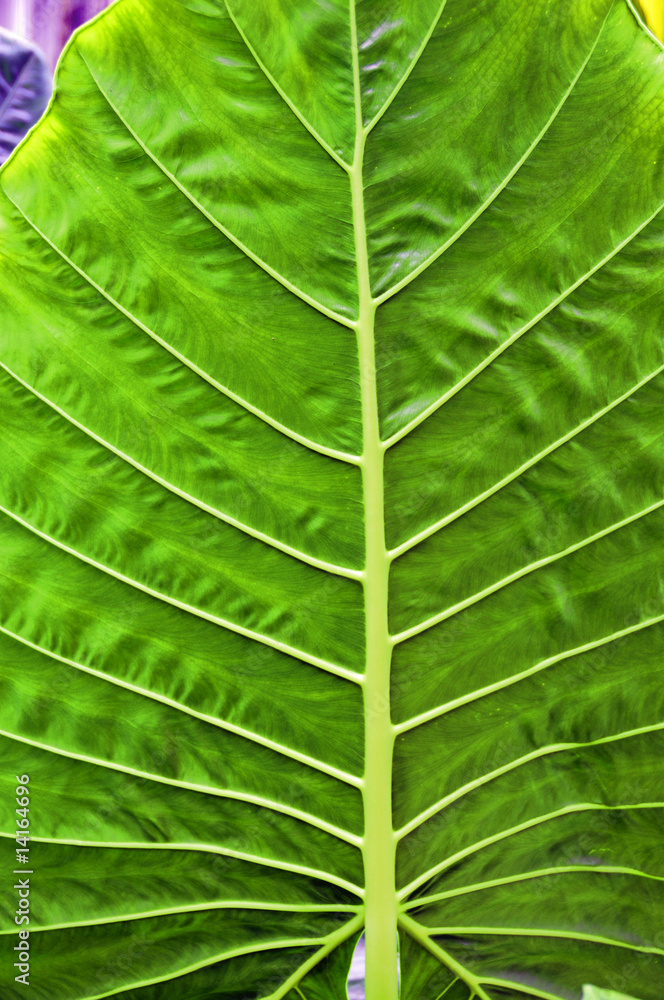 fairchild tropical garden, miami, florida fairchild tropical garden, miami, florida
