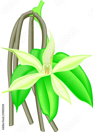 Vanilla Flower