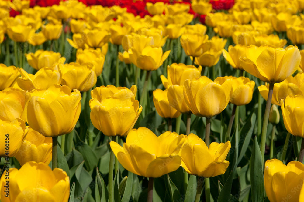 red and yellow tulips red and yellow tulips