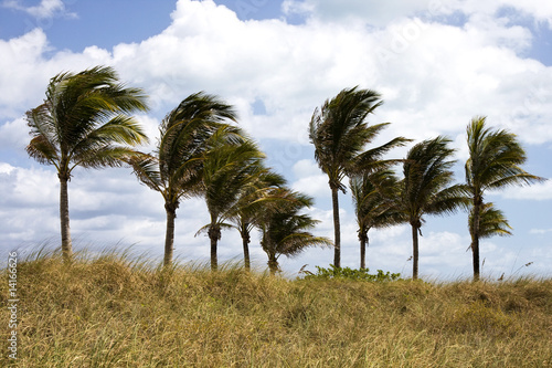 Palm Trees Blowing in the Wind