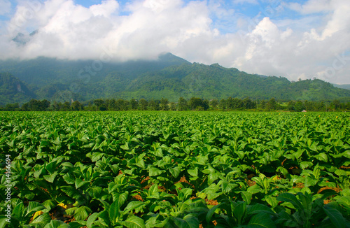 Thailand tobacco farm