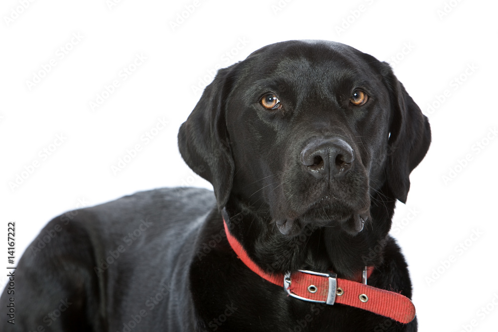 Handsome Black Labrador against White Background