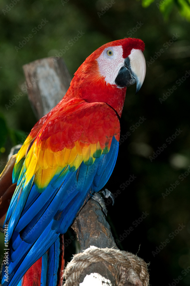 Colorful Macaw