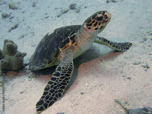 Wasserschildkröte