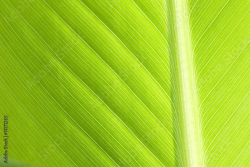 leaf
