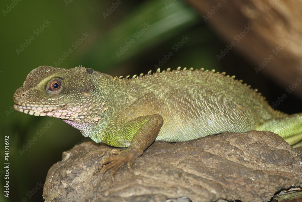 Obraz premium Leguan