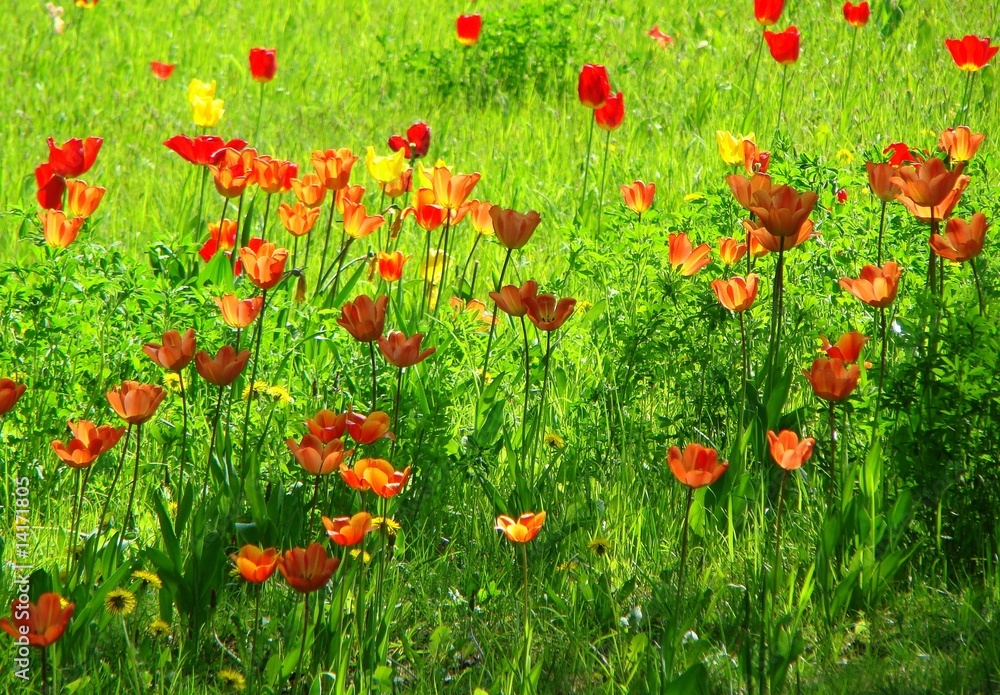 Fototapeta premium Tulips in the meadow