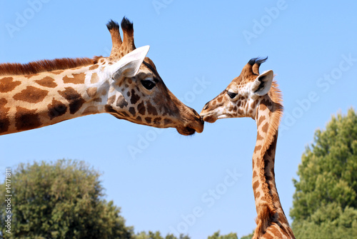 Girafon donnant un baiser à une girafe photo