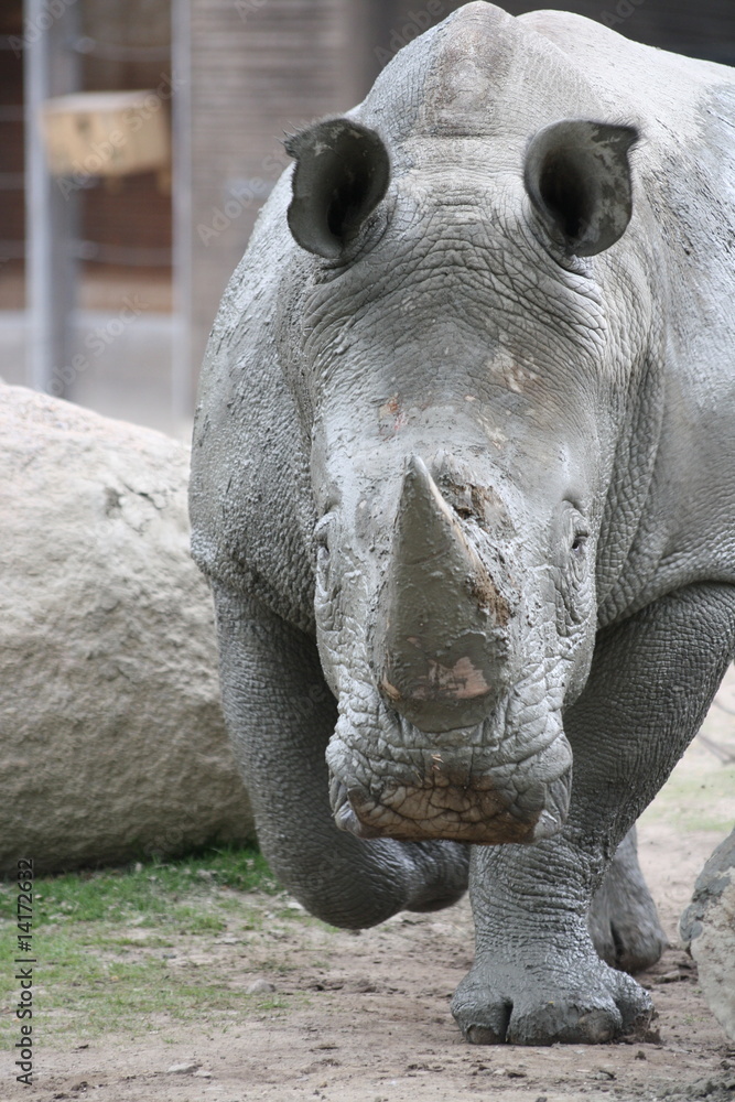 Naklejka premium Nashorn 6