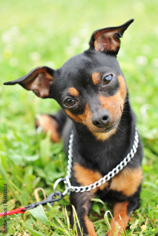 pinscher miniature pinscher miniature