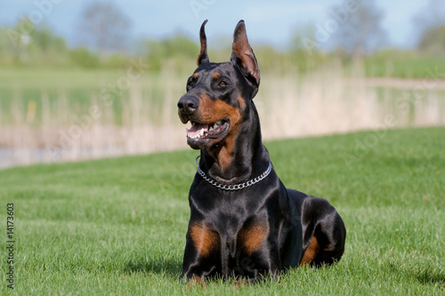 Photographie portrait of black dobermann with standing ears