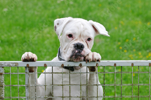 Seltener weißer Rassehund Boxer schaut traurig über den Zaun photo