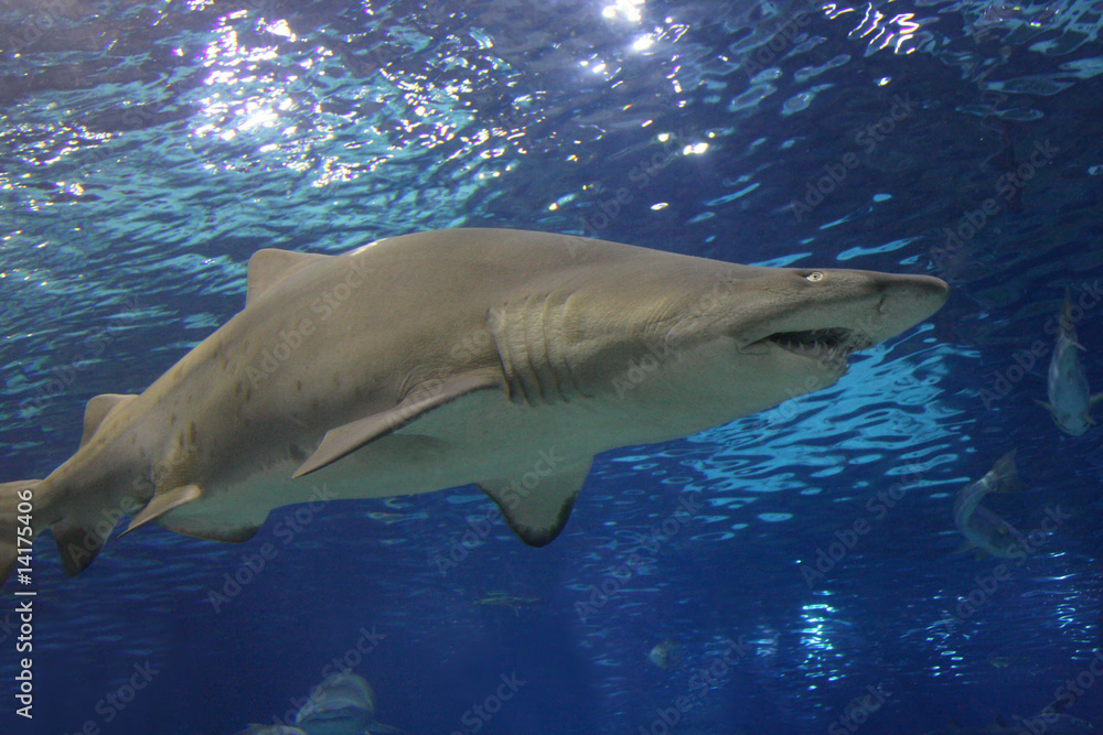 Fototapeta premium shark