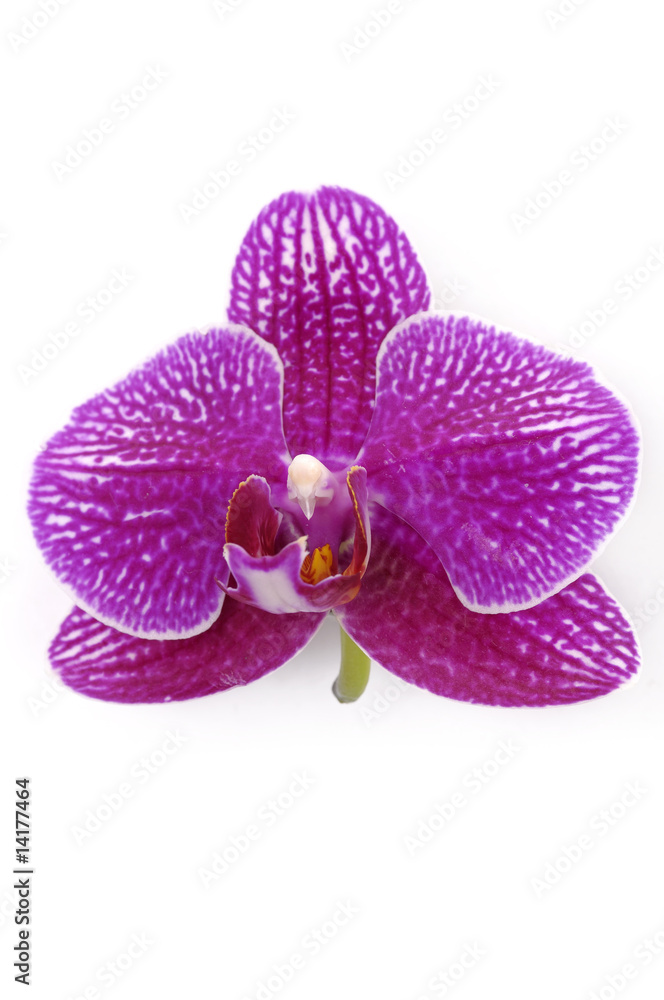 Purple Phalaenopsis bloom isolated on a white Purple Phalaenopsis bloom isolated on a white