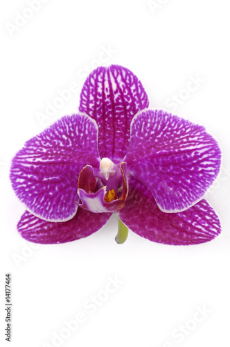 Purple Phalaenopsis bloom isolated on a white