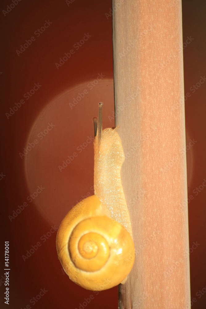 Obraz premium escargot