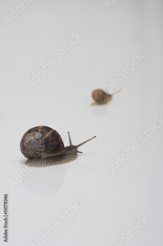 escargots photo