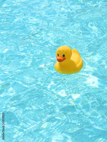 Rubber duck in the pool