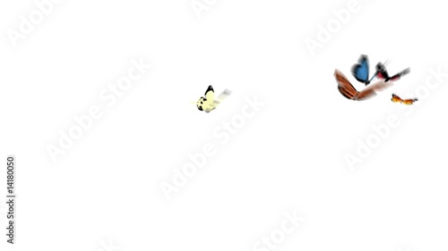 butterflies flying arround with alpha channel