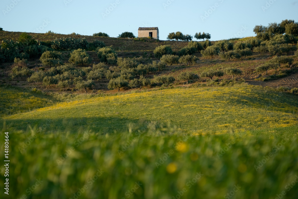 Rural Landscape with grass in foreground blurred