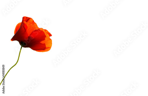 coquelicot sur fond blanc