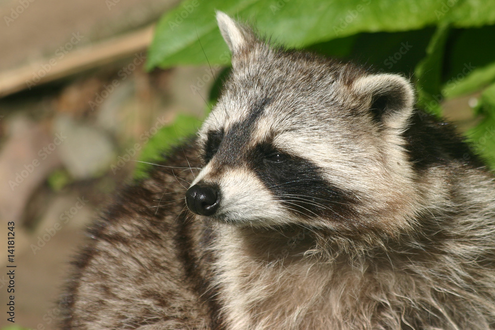Racoon thinking
