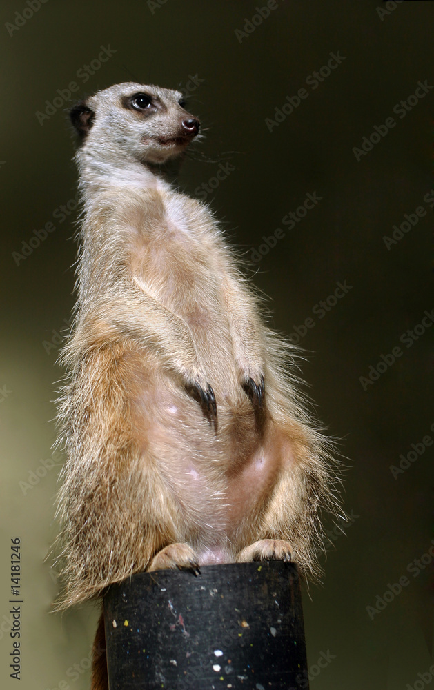 Fototapeta premium Suricate