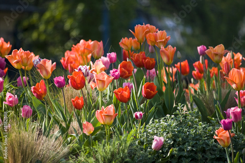 Tulipes photo