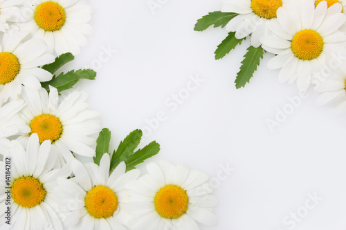 margarithen kamille blüten