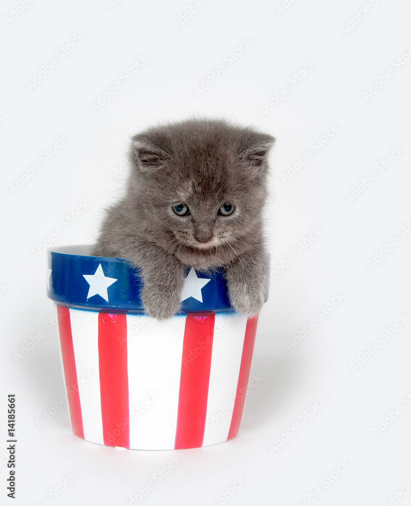 Fototapeta premium Kitten in patriotic flowerpot